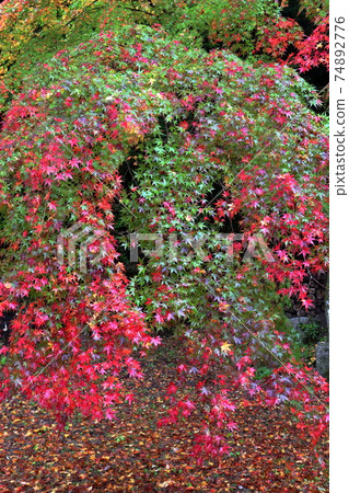 樹木變紅（愛知縣瀨戶市雲古寺） 74892776