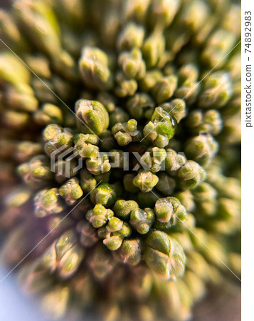 Broccoli macro photography Broccoli macro photography 74892983