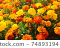 萬壽菊盛開 74893194