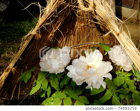 牡丹冬牡丹吉野川吉野川上野東照宮牡丹園 牡丹冬牡丹吉野川吉野川上野東照宮牡丹園 74893259