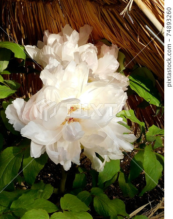 牡丹冬牡丹吉野川吉野川上野東照宮牡丹園 74893260