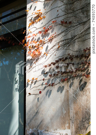 Sun Moon Lake, Nantou, Tree Leaves, Scenery, Spring Sky, Light and Shadow, Wall, Decoration, Background, Window 74893770