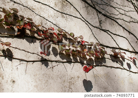 日月潭,南投,樹葉,窗景,春天,光影,牆壁,裝飾,背景 74893771