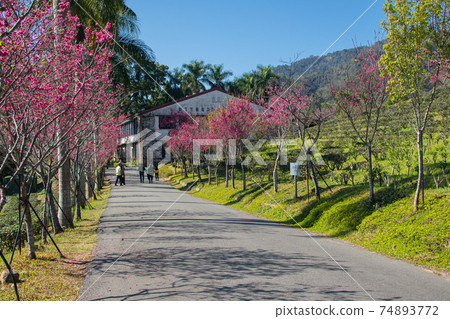 台灣,日月潭,南投,櫻花,季節,春天,製茶廠,紅茶 74893772