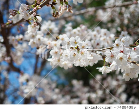 韓國櫻花樹景觀 74894099