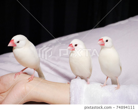 [White sparrow] Three hand-held Java sparrows lined up 74894111