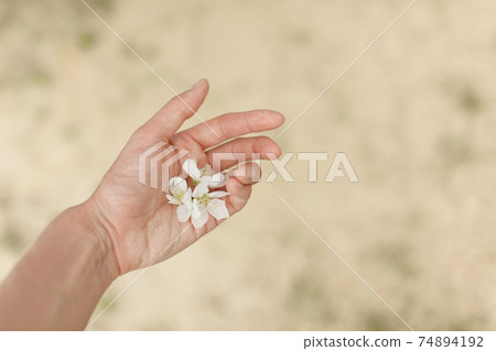 spring bloom: white apple blossom in hand. 74894192
