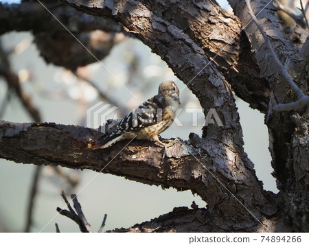 Woodpecker companion Kogera pokes a tree 74894266