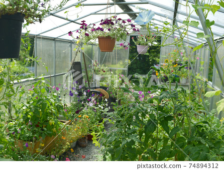 Petunia flowers in hanging pots, tomato plant in wooden boxes in greenhouse. Vintage botanical background with plants, home hobby still life with gardening objects and nature. Petunia flowers in hanging pots, tomato plant in wooden boxes in greenhouse. Vintage botanical background with plants, home hobby still life with gardening objects and nature. 74894312