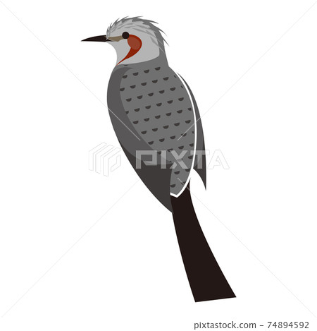 Bulbul vector illustration 74894592
