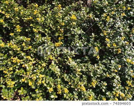 Botanical background material. A plant with fresh green and yellow leaves. 74894603