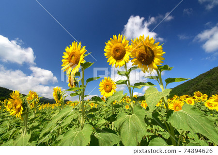 畢竟向日葵在藍天下看起來很好 畢竟向日葵在藍天下看起來很好 74894626