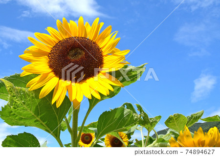 畢竟向日葵在藍天下看起來很好 畢竟向日葵在藍天下看起來很好 74894627