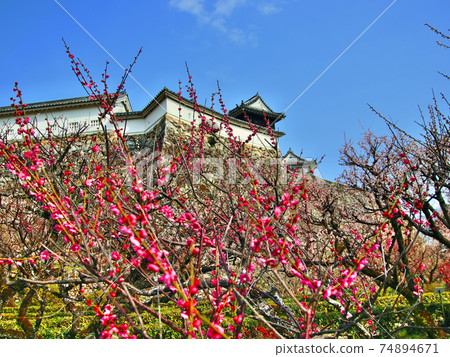 Plum blossoms blooming in Kochi Castle 74894671