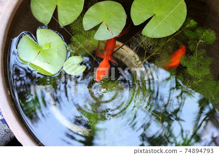 Goldfish in a water lily pot, small Ryukin 74894793