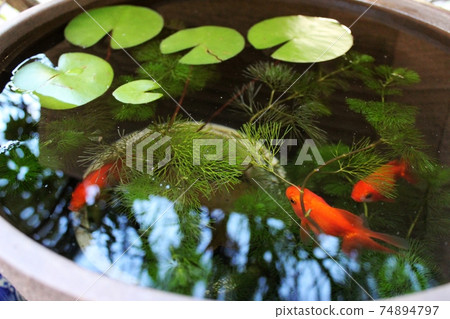 Goldfish in a water lily pot, small Ryukin 74894797