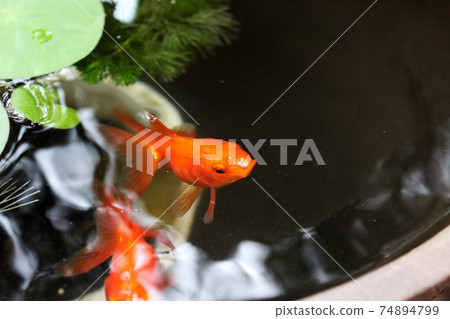 金魚在睡蓮壺，小琉金 74894799
