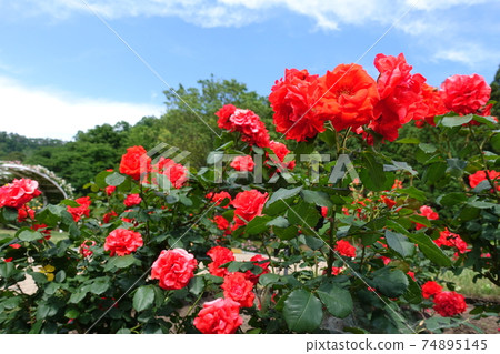 Rose in full bloom rose rose 74895145