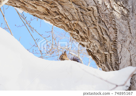 Winter Ezoris on snow 74895167