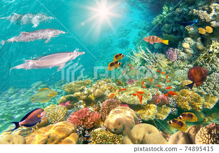 Underwater scene with dolphins and colorful coral reef full of red fish. 74895415