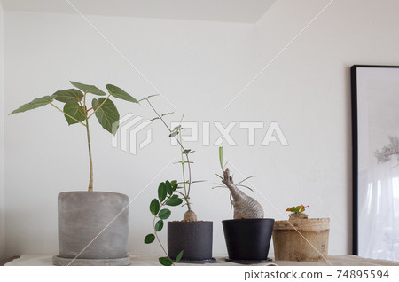 Tuberous plants (Gracilius, Martian, Ebisu laughter, Ficus petiolaris) 74895594