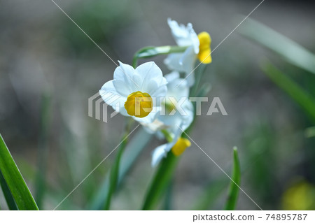 Narcissus shining in early spring (small cup daffodil) Narcissus shining in early spring (small cup daffodil) 74895787