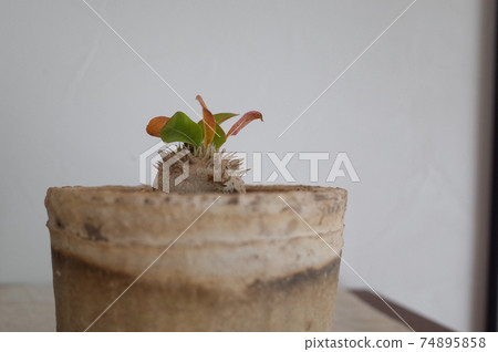 惠比壽笑聲（Pachypodium Brevicaure） 74895858