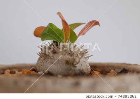 惠比壽笑聲(Pachypodium Brevicaure) 惠比壽笑聲(Pachypodium Brevicaure) 74895862