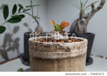 結節植物，例如惠比壽笑聲（Pachypodium brevicaure） 74895872