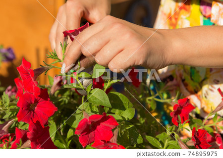 female hands with secateurs look after flowers, gardener work in the flower garden, concept 74895975