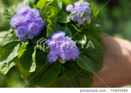 blue flowers of ageratum, close-up, on a background of greenery 74895986
