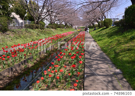 Jiang River Murmuring Green Road where cherry blossoms and tulips bloom Jiang River Murmuring Green Road where cherry blossoms and tulips bloom 74896103