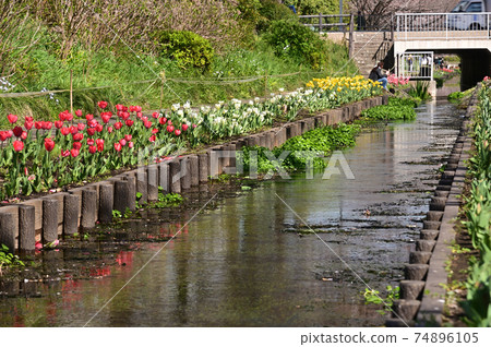 Jiang River Murmuring Green Road where cherry blossoms and tulips bloom Jiang River Murmuring Green Road where cherry blossoms and tulips bloom 74896105