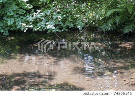 公園的池塘 公園的池塘 74896146
