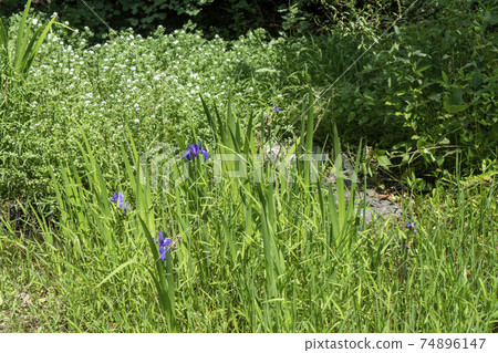 Flower shovel Flower shovel 74896147