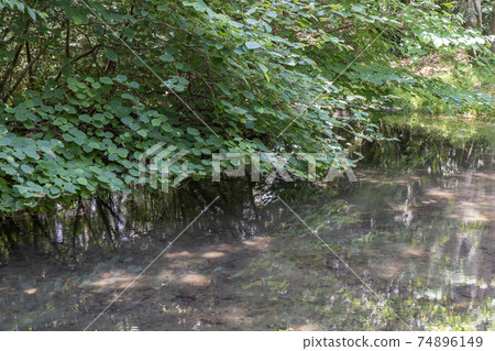 Park's pond Park's pond 74896149