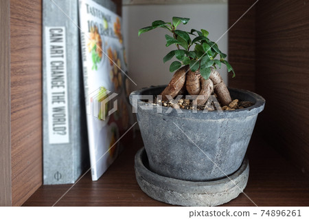 Bajumaru Bajumaru 74896261