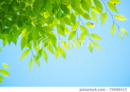 Refreshing spring sprout fresh green Refreshing spring sprout fresh green 74896415