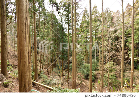 杉樹 杉樹 74896456