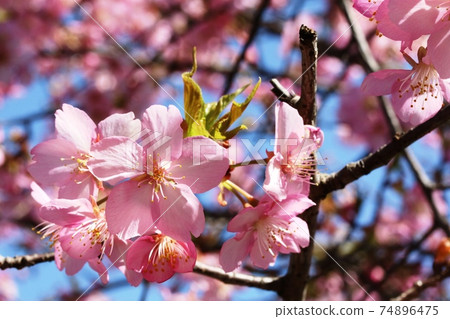 2月盛開的川櫻（川津櫻花） 74896475