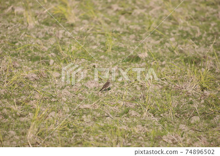 Water pipit resting on the ground of a rice field 74896502