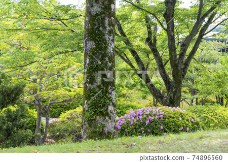 日本花園杜鵑花 日本花園杜鵑花 74896560