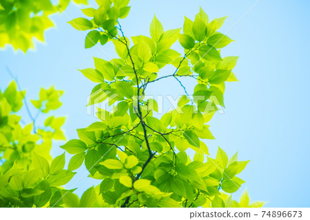 Refreshing spring sprout fresh green Refreshing spring sprout fresh green 74896673