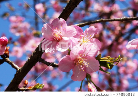 2月盛開的川櫻（川津櫻花） 74896818