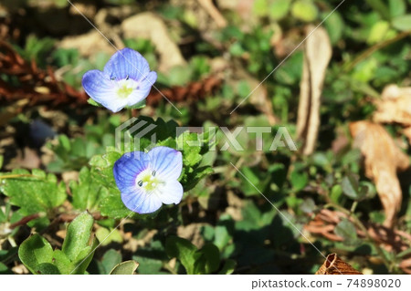 Persian speedwell with cute round eyes Persian speedwell with cute round eyes 74898020