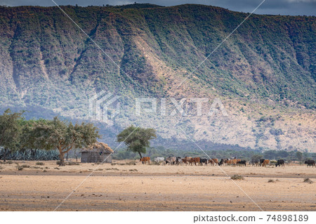 African herd of cows near a Maasai Boma and the foothills of a mountain. Arusha, Tanzania. Africa. 74898189