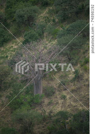 Baobab isolated in the middle of the forest, on a mountain slope. Arusha, Tanzania. Africa. 74898192