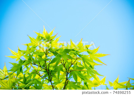 Refreshing spring sprout fresh green Refreshing spring sprout fresh green 74898255