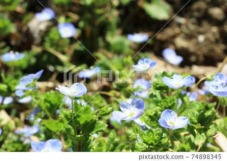 Persian speedwell that has begun to bloom all at once Persian speedwell that has begun to bloom all at once 74898345