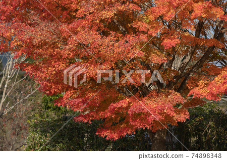 Maple  Maple  74898348